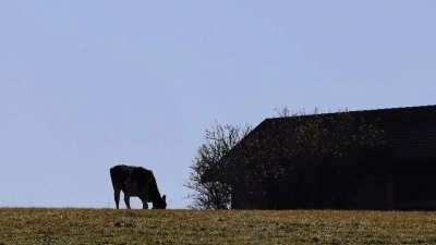 Die Jungrinder brachen nachts aus ihrer Weide aus. (Symbolbild) (Foto: Karl-Josef Hildenbrand/dpa)