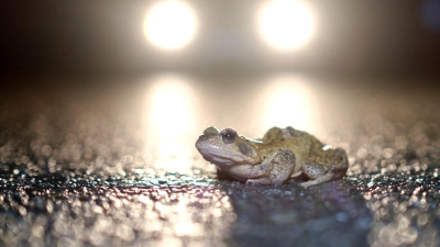 Augen auf im Straßenverkehr: Kröte und Co. sind mancherorts schon auf Wanderschaft. (Foto: Markus Hibbeler/dpa/dpa-tmn)