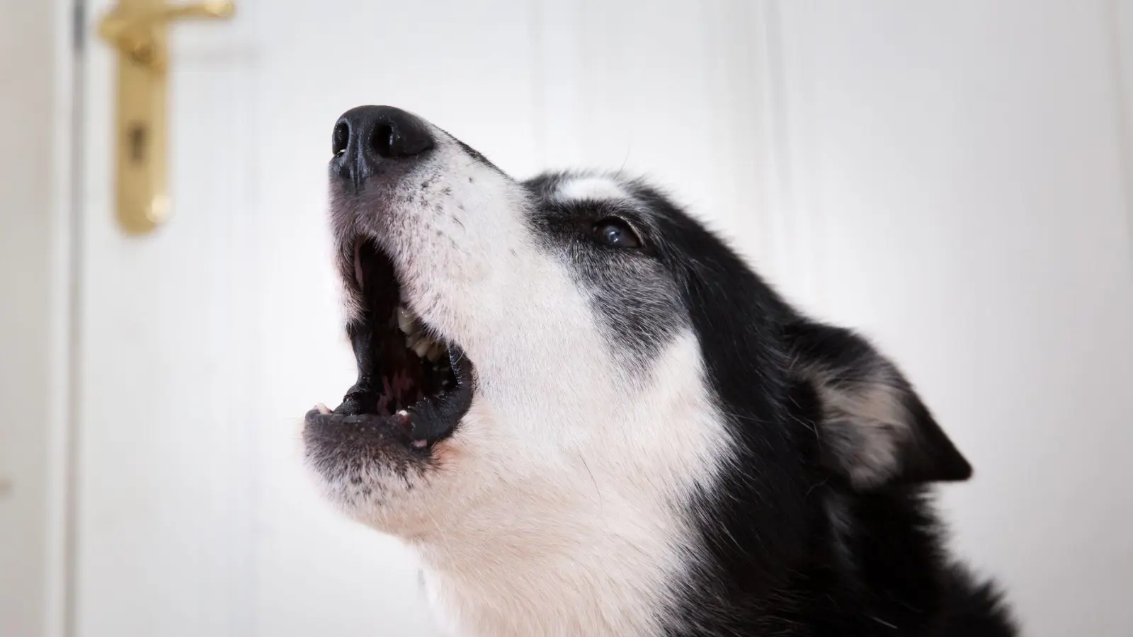 Sehnsucht nach Frauchen? Mit etwas Training kann man seinen Hund gut ans Alleinsein gewöhnen. (Foto: Florian Schuh/dpa-tmn)