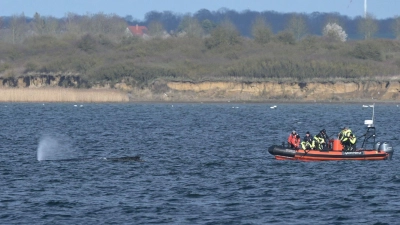 Der Buckelwal liegt am Nachmittag in der Bucht vor Wismar.  (Foto: Stefan Sauer/dpa)