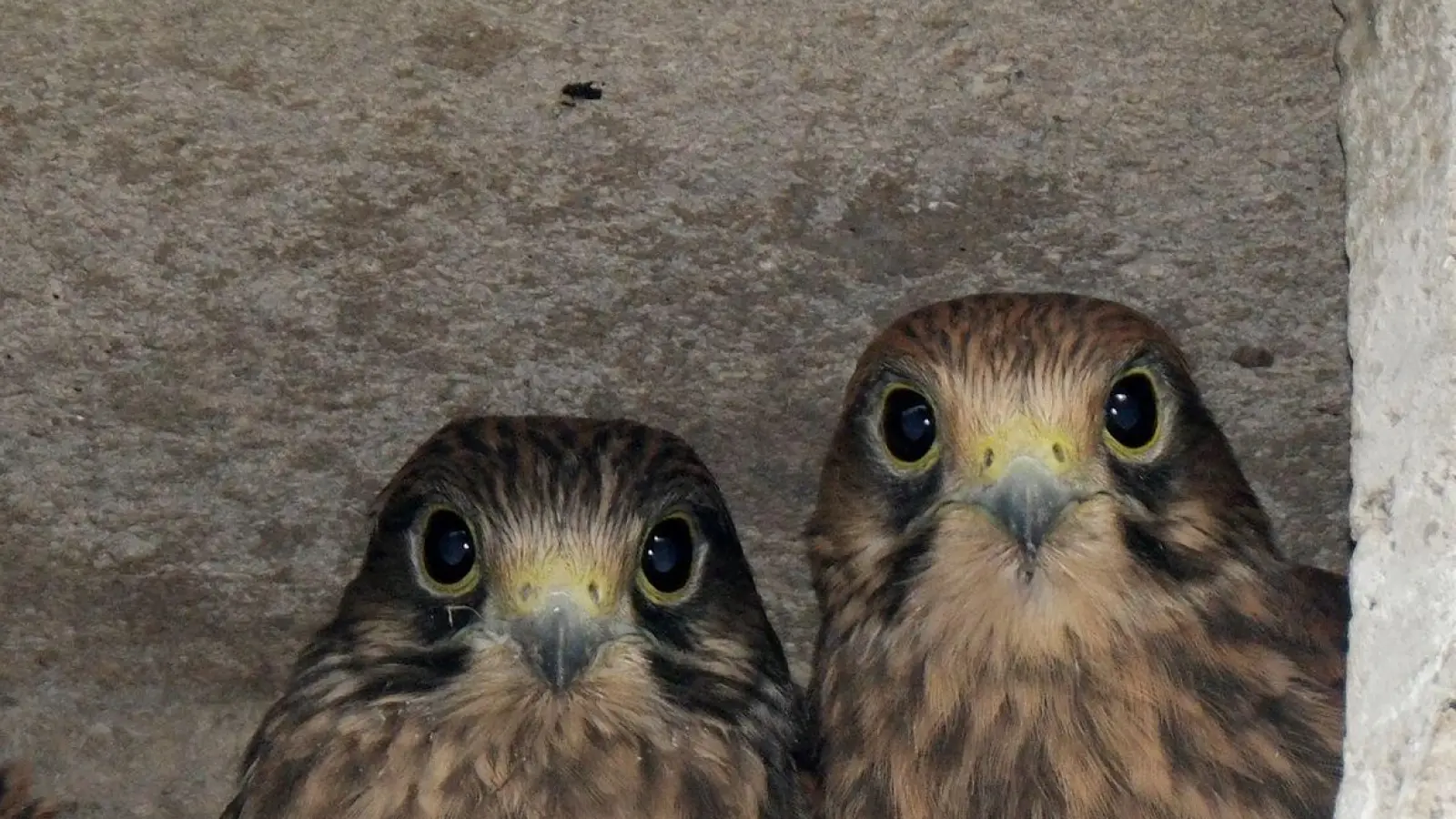 Junge Turmfalken blicken aus einem Nistkasten. In ein paar Tagen werden sie ausfliegen. (Foto: Sebastian Willnow/dpa/Symbolbild)