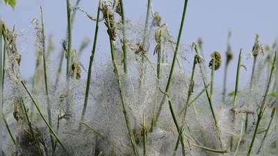 Die Raupen der Gespinnstmotte sorgen für gespenstische Anblicke, sind aber harmlos.  (Foto: Bruno, Pixabay)