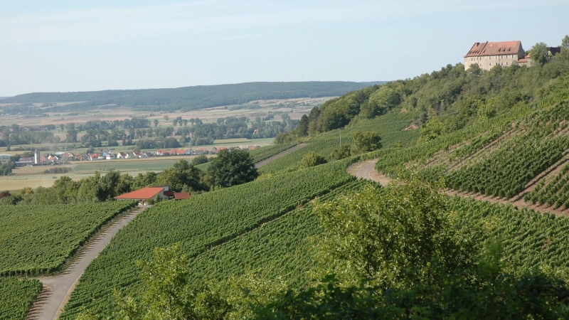 Die Weinlage „Burg Hoheneck” in Ipsheim. Dort wird mit einer Tröpfchenbewässerung gegen die Trockenheit angekämpft. (Foto: Anita Dlugoß)
