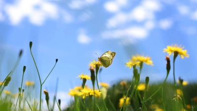 Die Meteorologen erwarten blauen Himmel und Sonnenschein über Deutschland.  (Foto: Karl-Josef Hildenbrand/dpa)
