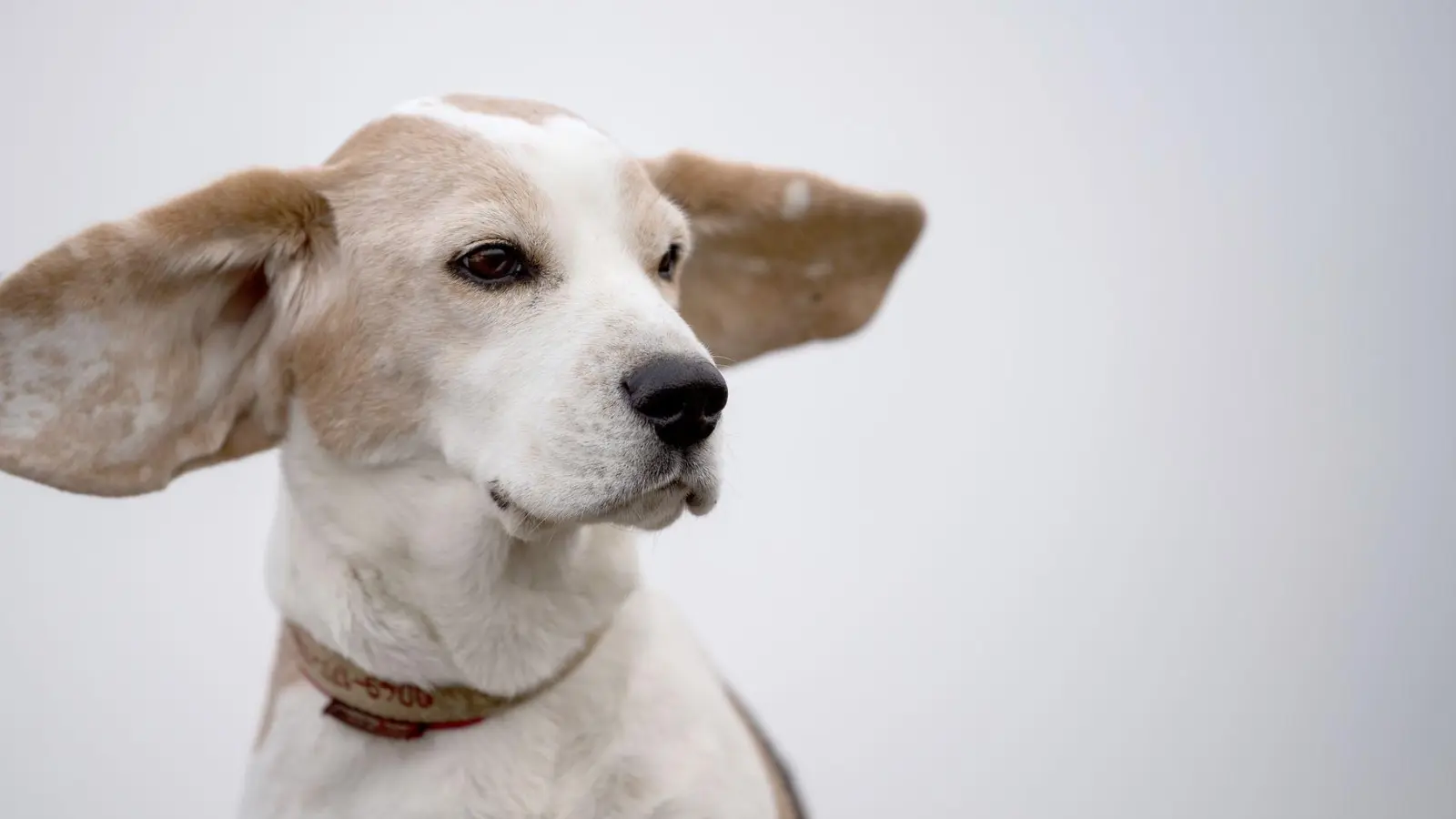 Nicht jeder Hund braucht eine regelmäßige Ohrenreinigung. Hunde mit Schlappohren können aber eine Ausnahme sein. (Foto: Sebastian Gollnow/dpa/dpa-tmn)