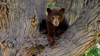 Es war nicht dieser Bär, der wegen eines Hundes auf einen Baum kletterte. Die Geschichte aus den USA begeistert das Internet. (Symbolbild) (Foto: picture alliance / dpa)