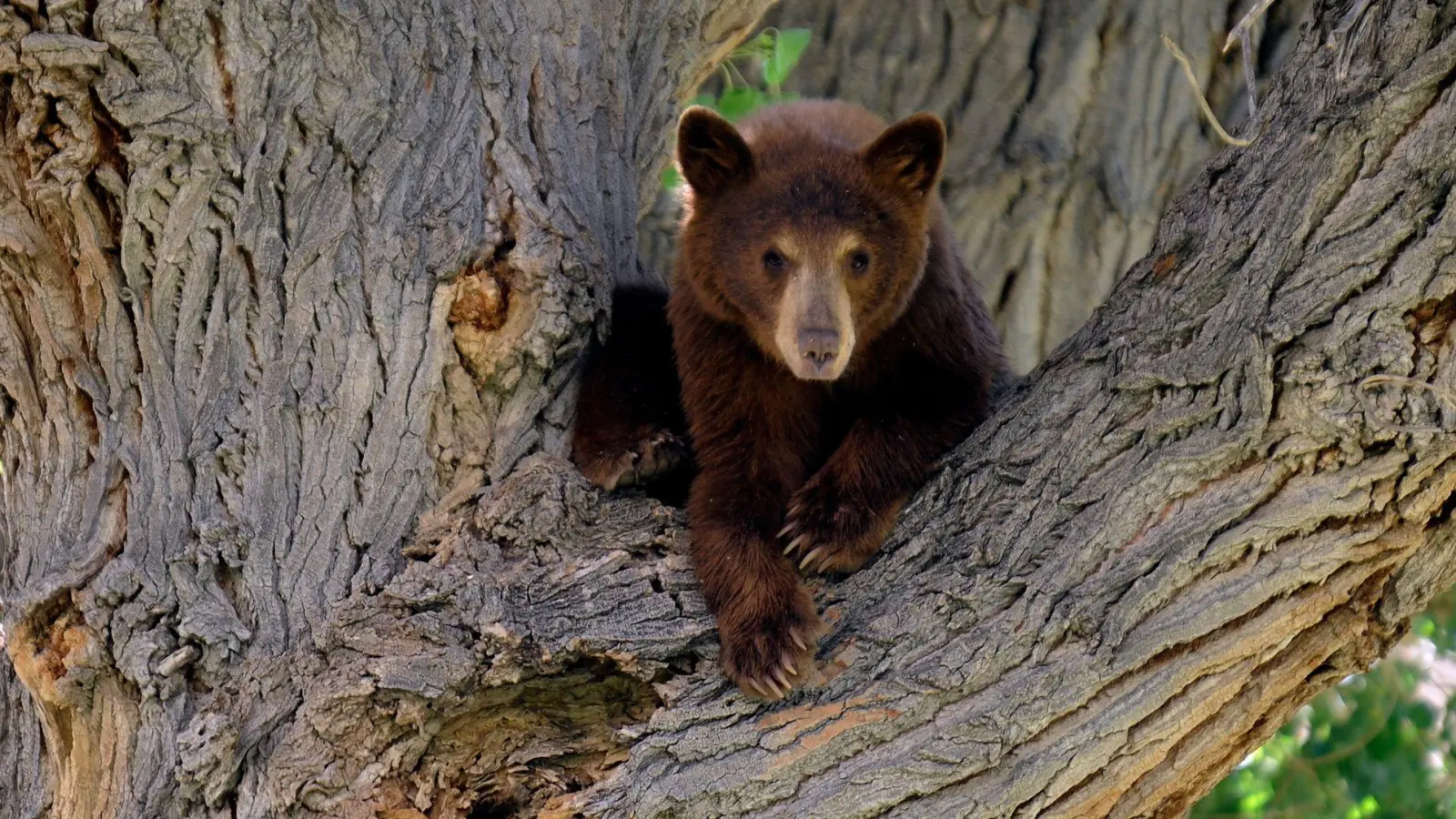 Es war nicht dieser Bär, der wegen eines Hundes auf einen Baum kletterte. Die Geschichte aus den USA begeistert das Internet. (Symbolbild) (Foto: picture alliance / dpa)