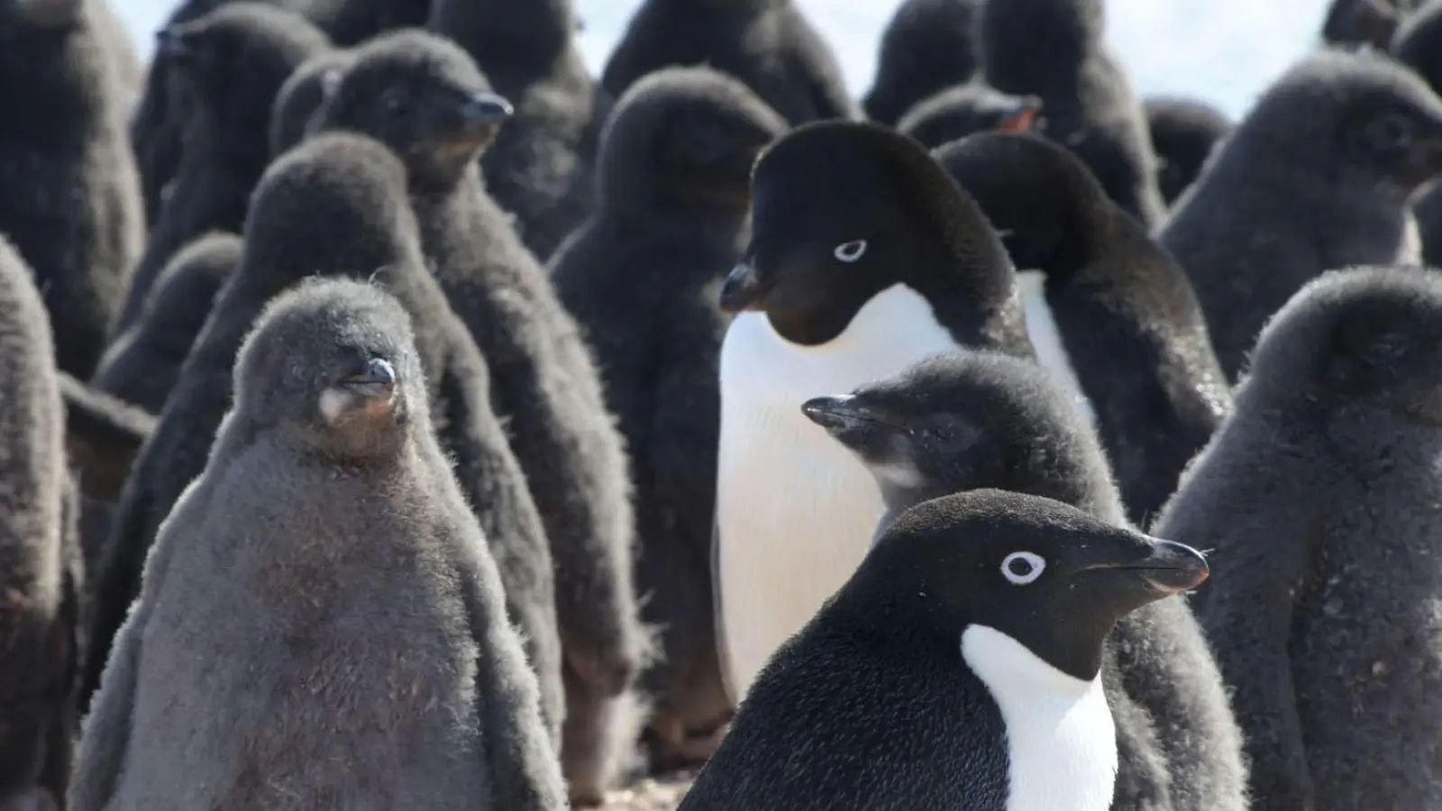 Adeliepinguine und ihr Nachwuchs. (Foto: ---/kyodo/dpa)