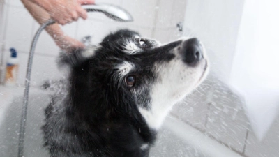 Brause für Bello: Hunde sollten nicht zu oft gebadet werden. (Foto: Florian Schuh/dpa-tmn)