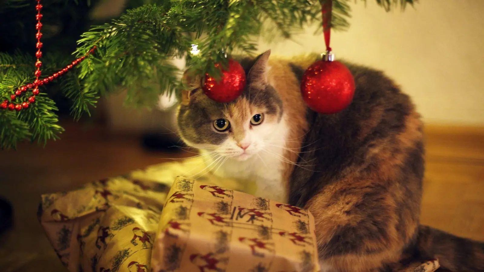 Wenn's am Weihnachtsbaum glitzert und funkelt: Katzenbesitzer sollten allerdings auf Lametta verzichten. Es kann gefährlich für Darm oder Speiseröhre werden. (Foto: Ina Fassbender/dpa-tmn)