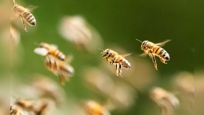Bienenalarm an einem italienischen Strand. (Symbolbild)  (Foto: Silas Stein/dpa)
