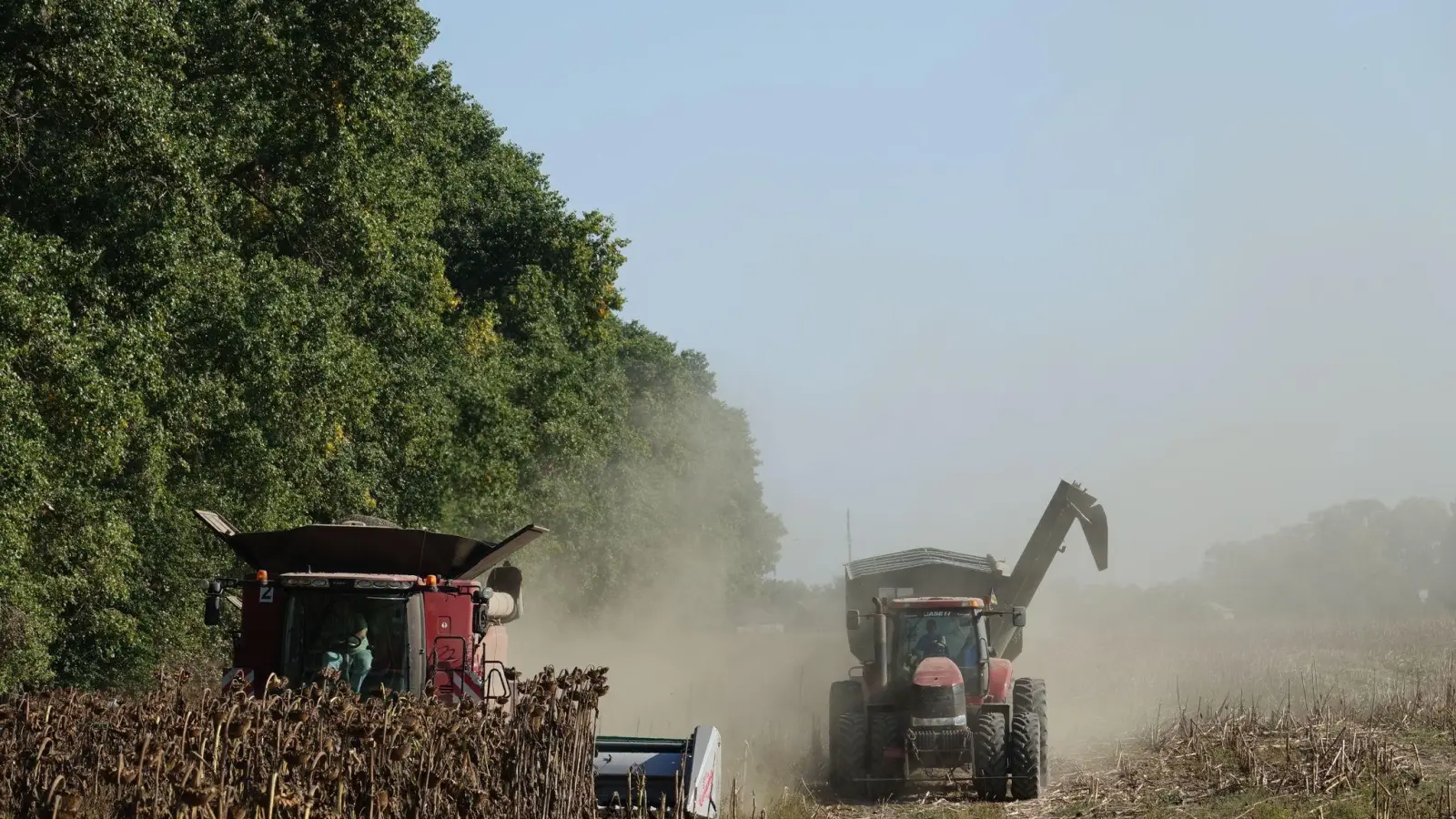 Ein Mähdrescher und ein Traktor der deutschen Agrarfirma UIFK Agro in der Ukraine bei der Sonnenblumenernte. (Foto: Friedemann Kohler/dpa)