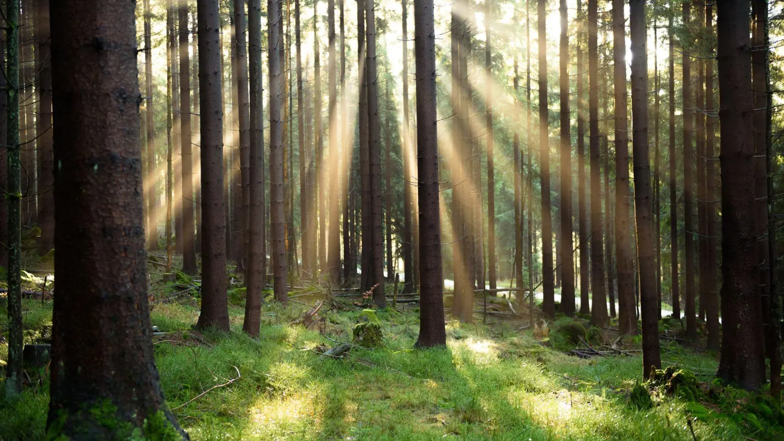 Die Umweltagentur EEA zeigt auf, wie es um die europäische Natur bestellt ist. (Illustration) (Foto: Nicolas Armer/dpa/dpa-tmn)