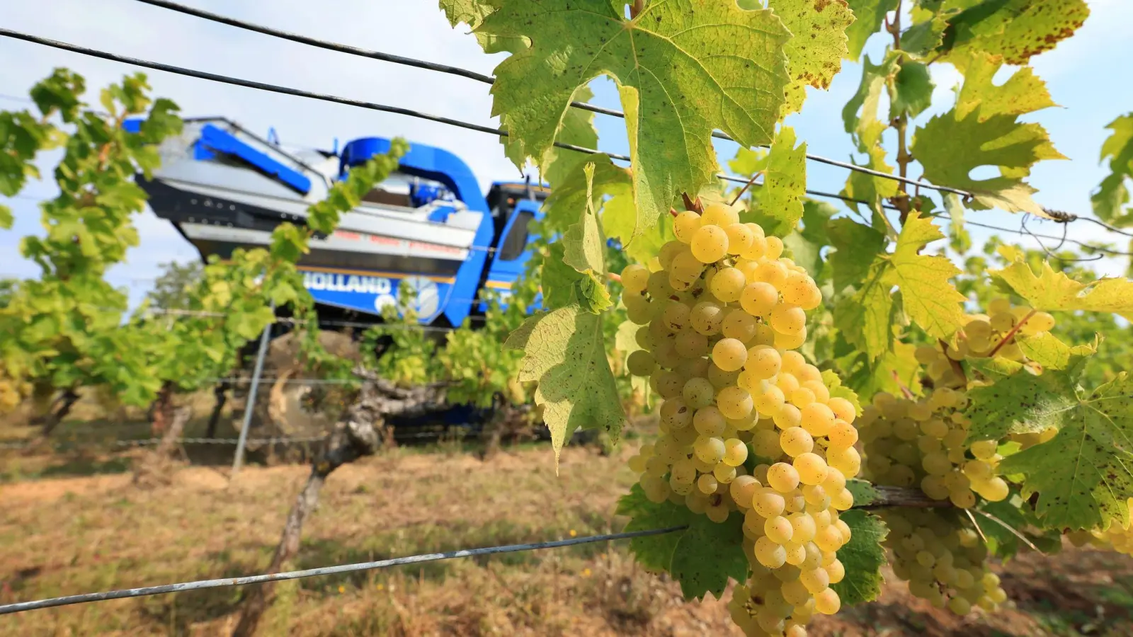 Die Ernte des Federweißen hat begonnen. (Foto: Karl-Josef Hildenbrand/dpa)