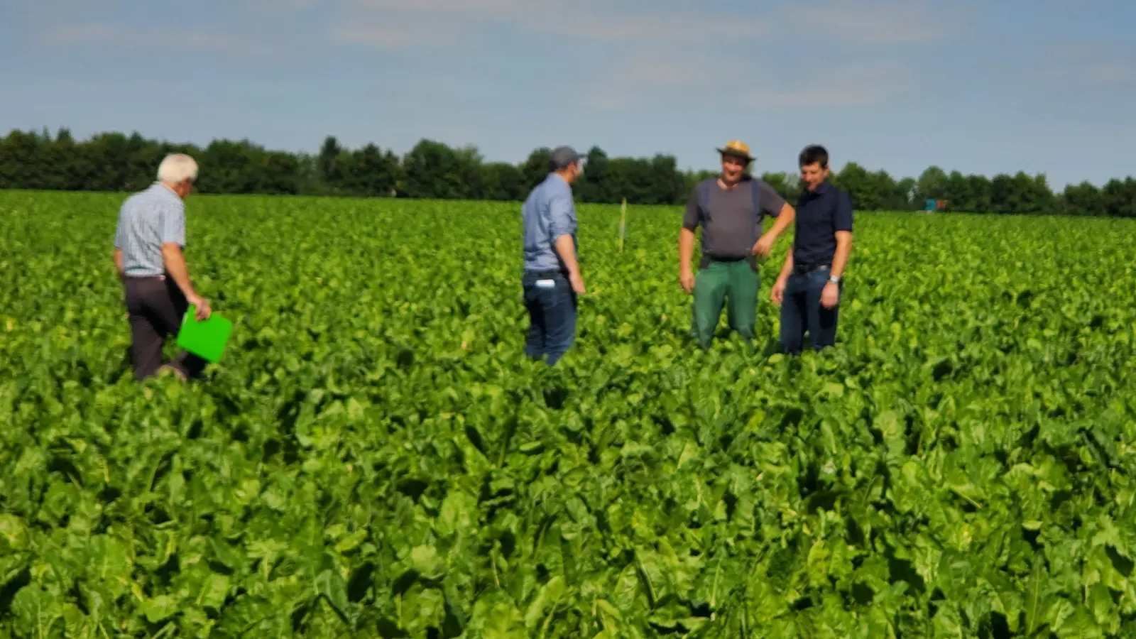 Anfang Juli auf einem Zuckerrübenfeld in Herrnberchtheim. „Den Landwirten geht der Arsch auf Grundeis”, betonte Bernhard Wolf (Zweiter von rechts) als bekennender Zuckerrübenfan damals angesichts der Zikade. (Foto: Ulli Ganter)