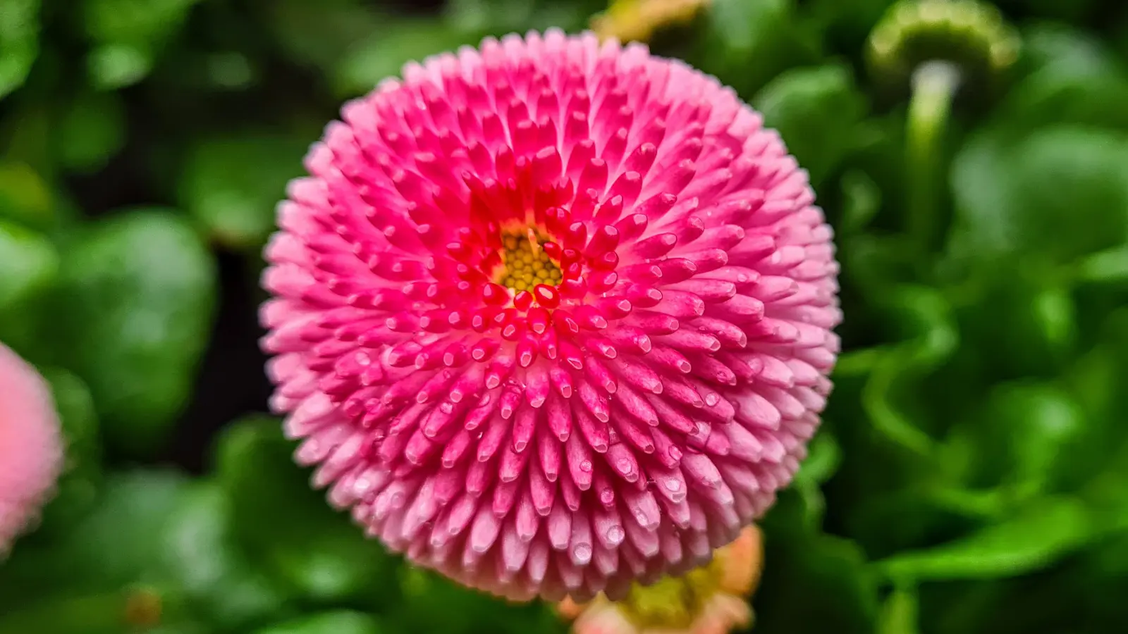 Tausendschön - gesehen in Neustadt (Foto: Uschi Wendel)