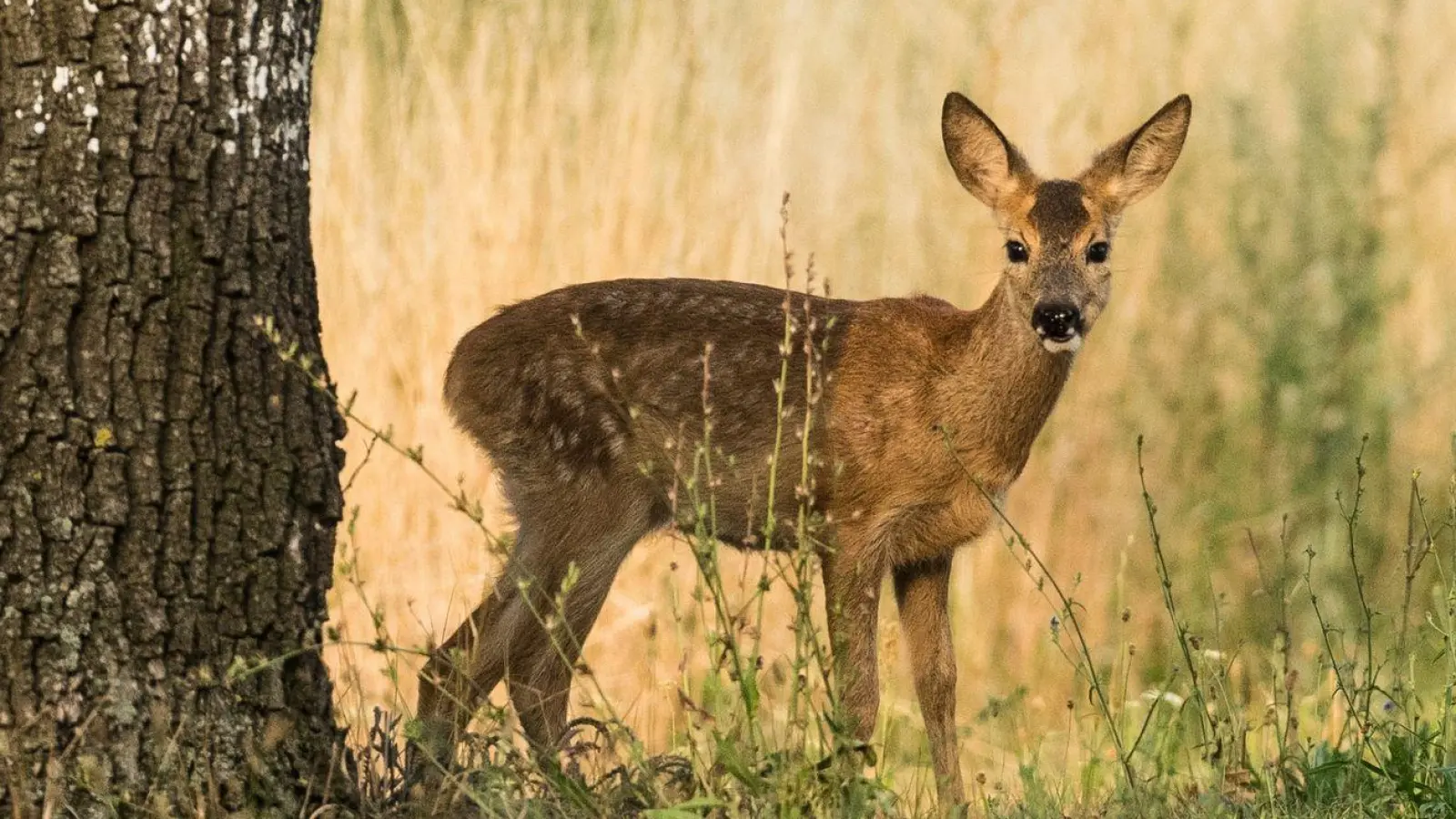 Besonders in den morgendlichen und abendlichen Dämmerungszeiten ist die Gefahr von Wildwechseln auf Straßen besonders hoch. (Foto: Patrick Pleul/dpa-Zentralbild/dpa)