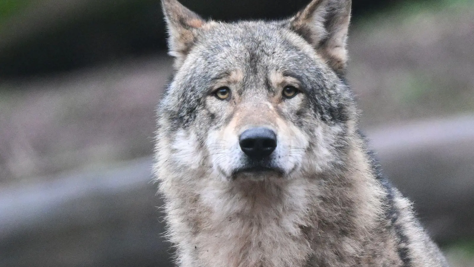 Dürfen Wölfe in der alpinen Region in Deutschland abgeschossen werden, obwohl sie noch kein Nutztier gerissen haben? Diese Frage müssen nun Richter in Augsburg klären. (Symbolbild) (Foto: Bernd Weißbrod/dpa)