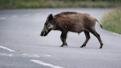 Eine Wildschweinrotte läuft am Abend über die Straße. Ein Autofahrer fährt in die Gruppe. Das hat schwerwiegende Folgen. (Symbolbild) (Foto: Paul Zinken/dpa)