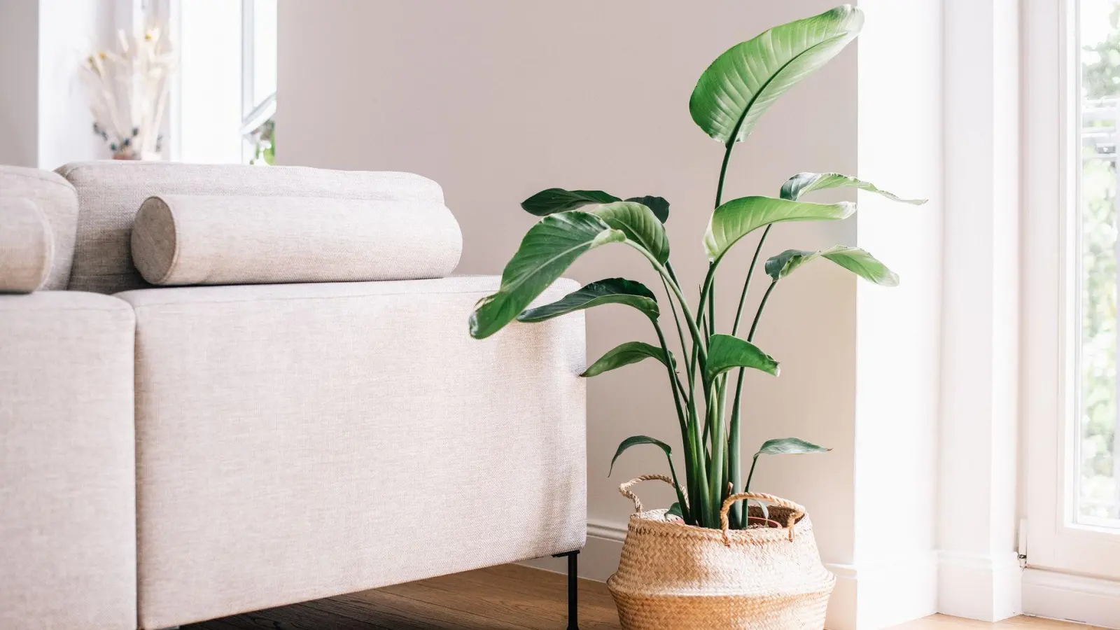 Eine Strelitzie (Strelitzia reginae) kann ein echter Hingucker im Wohnzimmer sein. Die große Zimmerpflanze gedeiht am besten an einem sonnigen Platz. (Foto: Zacharie Scheurer/dpa-tmn)