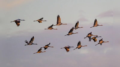 Kraniche fliegen zum Sonnenaufgang über dem Naturpark Niederlausitzer Landrücken. (Archivbild) (Foto: Patrick Pleul/dpa)