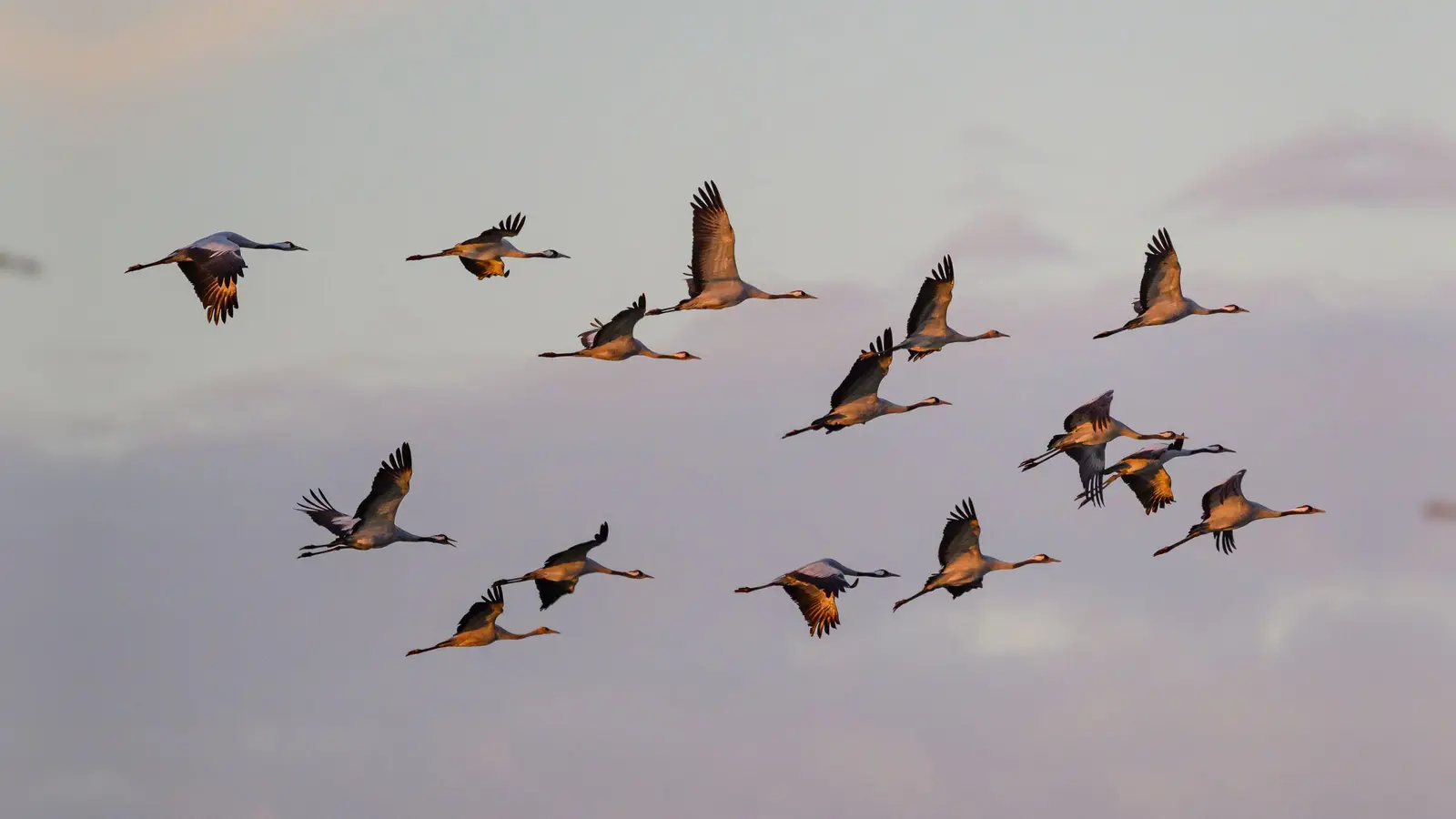 Kraniche fliegen zum Sonnenaufgang über dem Naturpark Niederlausitzer Landrücken. (Archivbild) (Foto: Patrick Pleul/dpa)