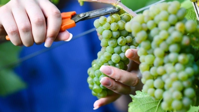 Federweißer gilt als Vorbote eines neuen Weinjahrgangs.  (Archivfoto) (Foto: Uwe Anspach/dpa/dpa-tmn)