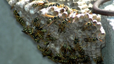 Wenn sich Wespen am Haus oder in Rollladenkästen niederlassen, sollte man sich professionelle Hilfe holen, um die naturgeschützten Insekten wieder loszuwerden. (Foto: Stadnik/Pixabay)
