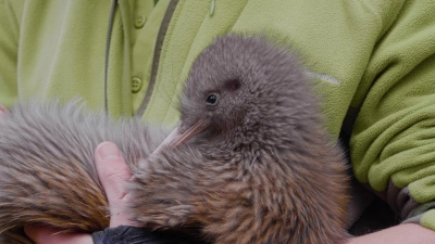Kiwis sind die kleinsten Laufvögel der Welt und kommen nur in Neuseeland vor. (Foto: Belle Gwilliam/Department of Conservation/dpa)