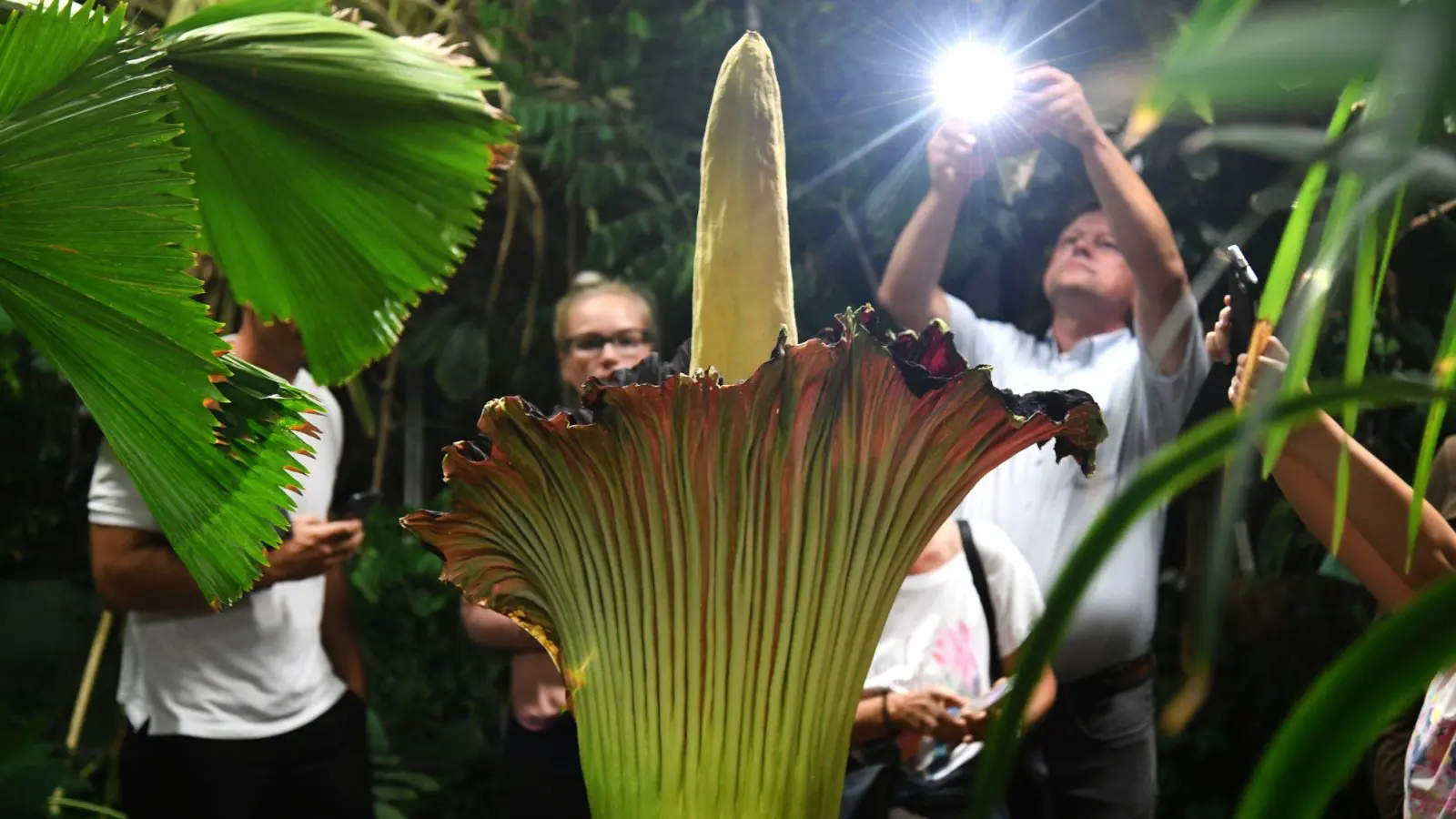 Unbekannte haben die schwere Knolle des Titanenwurz gestohlen. (Archivbild) (Foto: Ina Fassbender/dpa)