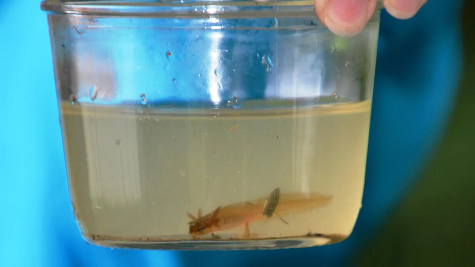 Eine Teichmolchlarve wurde im Uferbereich kurzzeitig eingefangen und durfte nach dem Ortstermin wieder in ihr nasses Element. (Foto: Peter Tippl)