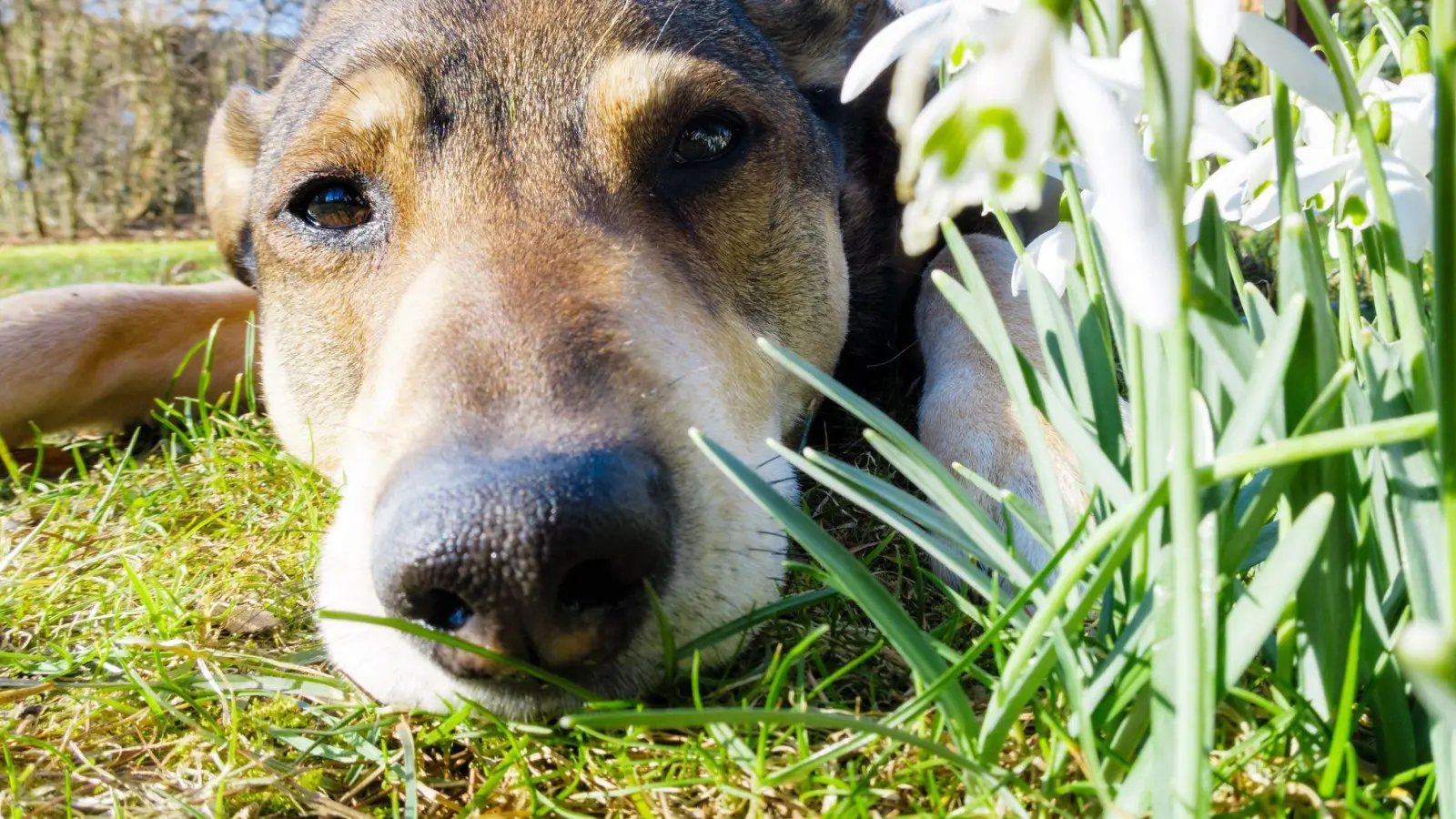 Ist ein Hund allergisch gegen Pollen oder Gräser, sind am häufigsten die Pfoten, die Schnauze, die Ohren oder auch die Augenpartie von allergischen Reaktionen betroffen. (Foto: Markus Scholz/dpa-tmn)