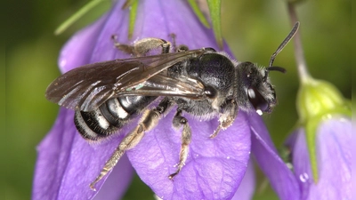 Die Glockenblumen-Schmalbiene ist deutlich kleiner als eine Honigbiene. (Foto: Nabu Baden-Württemberg/dpa)