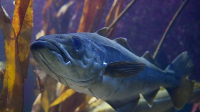 Viele Fische, wie etwa der Dorsch, sind durch Überfischung bedroht. (Illustration) (Foto: Axel Heimken/dpa)