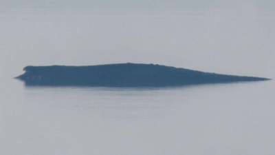 Am Morgen hat sich der vor der Insel Poel liegende Buckelwal plötzlich heftig bewegt. Dabei war teils auch seine Schwanzflosse zu sehen.  (Foto: Jens Büttner/dpa)