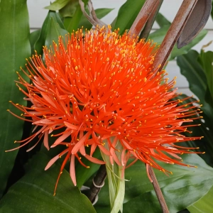 Feuerblume - gesehen in Ippesheim (Foto: Kristine Bullmer)