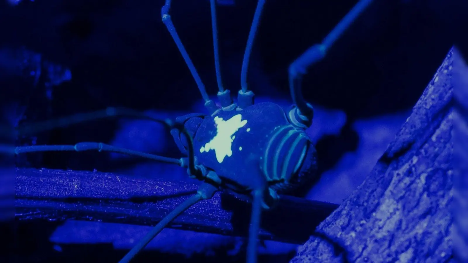 Unter UV-Licht kommt das Rückenmuster des Weberknechts besonders zur Geltung. (Foto: Konrad Wothe/SNSB/dpa)