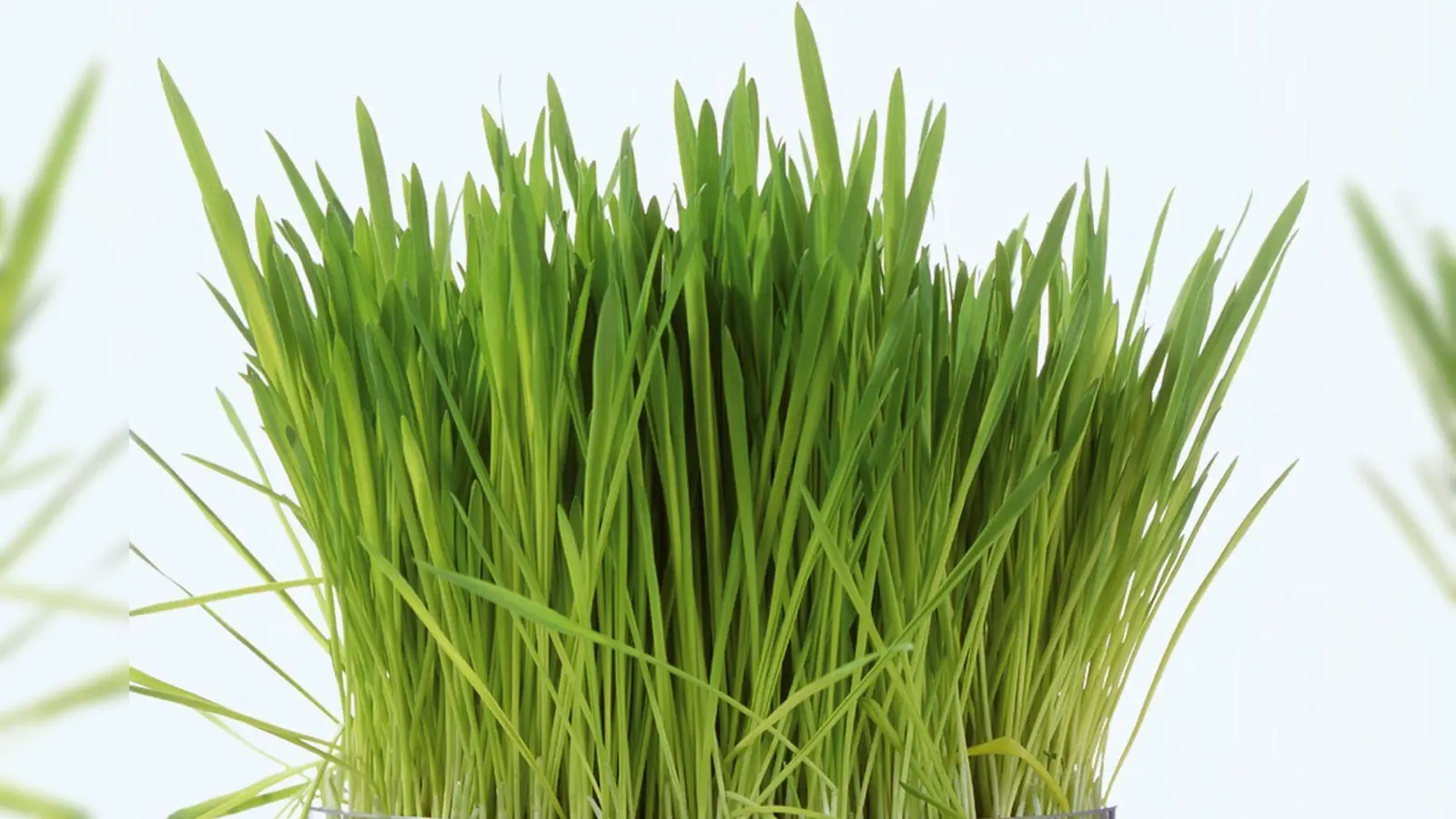 Frisches Ostergras selbst ziehen: Mit Weizen-, Gersten- oder Dinkelsamen lässt sich in nur acht bis zehn Tagen das perfekte grüne Nest für das Osterkörbchen gestalten. (Foto: Tesa/DIY Academy/dpa-tmn)