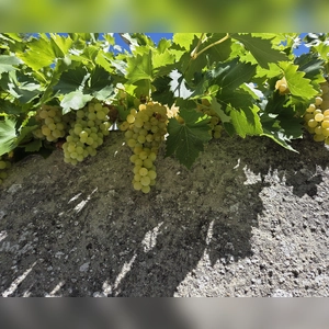 Süße Trauben - gesehen in Diespeck (Foto: Renate Wick)