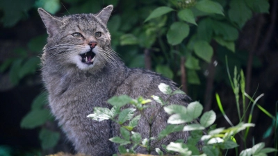 Die Wildkatze gilt in Europa als streng geschützt Art und steht bundesweit unter Beobachtung. (Foto: Martin Schutt/dpa-Zentralbild/dpa)