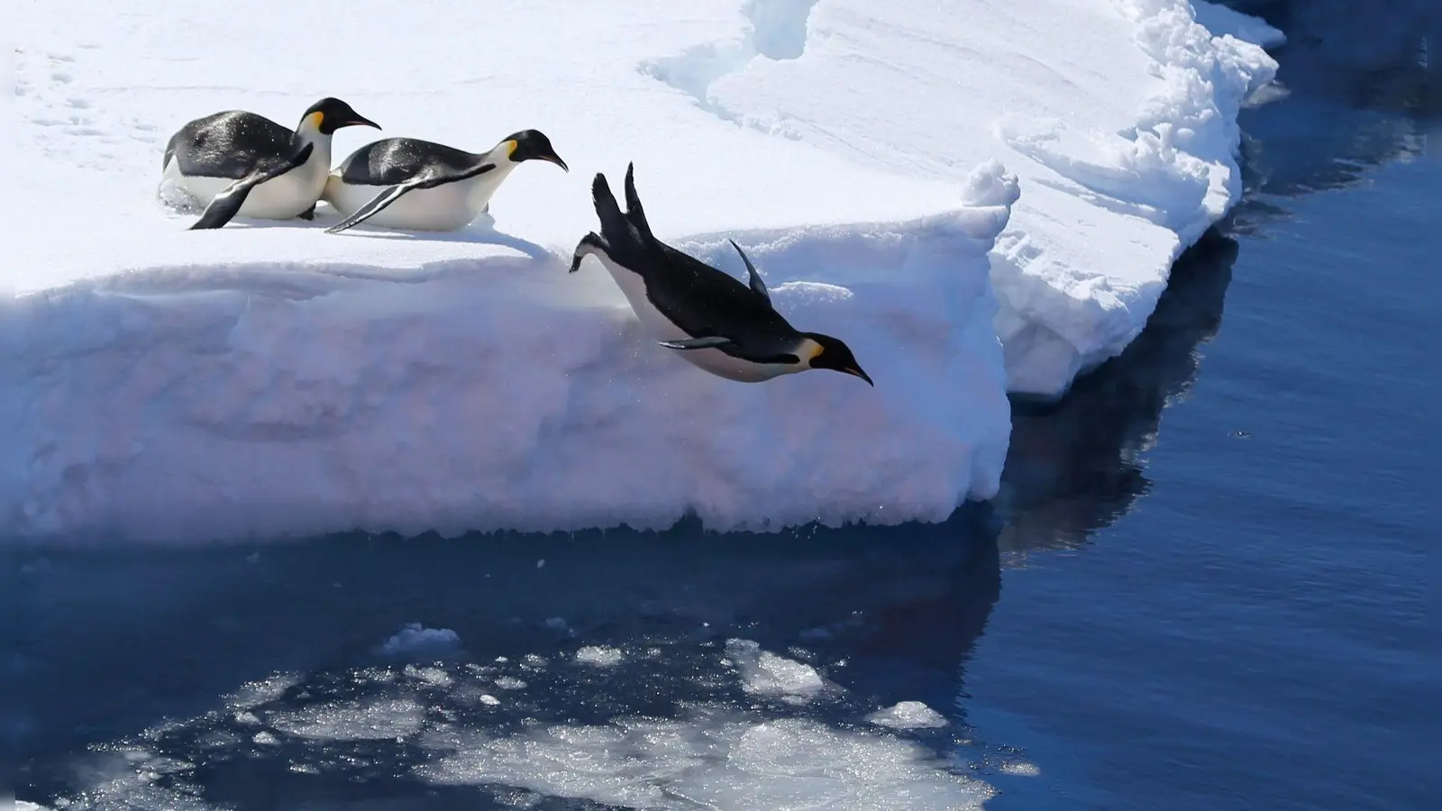 Das Meeresschutzgebiet ist die Heimat vieler Pinguine. (Symbolbild) (Foto: Liu Shiping/Xinhua/dpa)