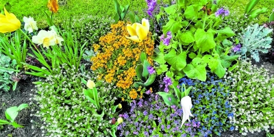 Im Mai kann man wieder so richtig Schwung und Farbe ins Beet bringen. (Foto: Christian Treffer)