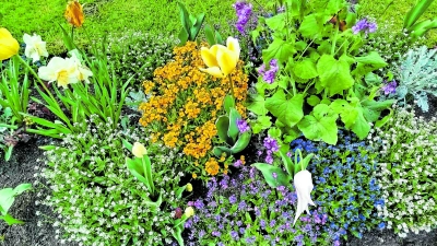 Im Mai kann man wieder so richtig Schwung und Farbe ins Beet bringen. (Foto: Christian Treffer)