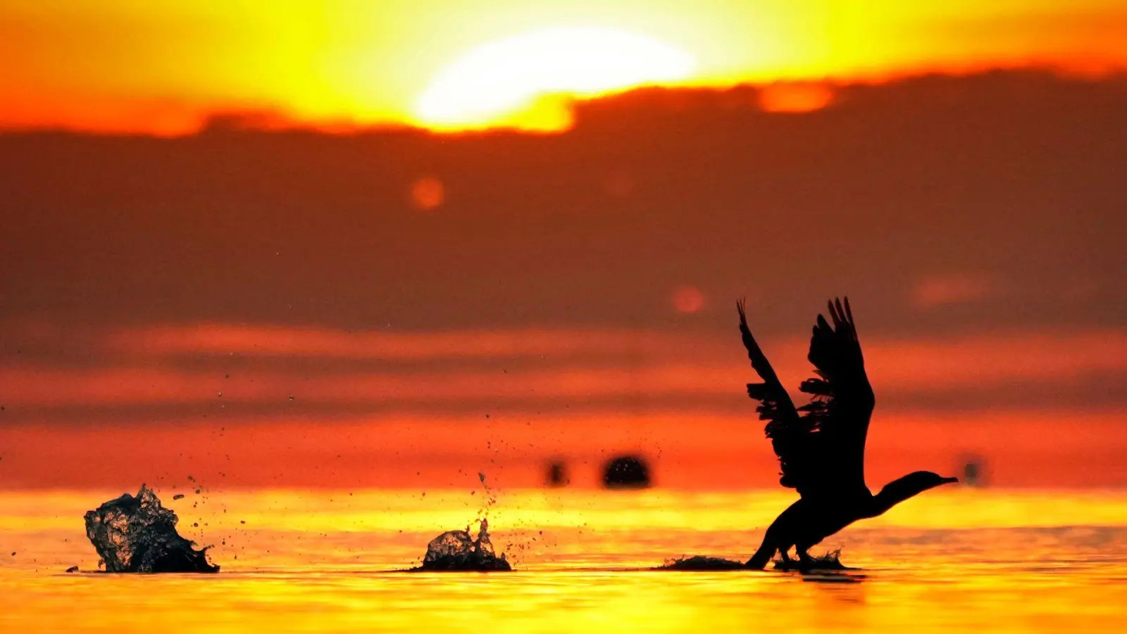 Morgendlicher Flug: Ein Kormoran hebt bei Sonnenaufgang in Maine ab. (Foto: Robert F. Bukaty/AP/dpa)