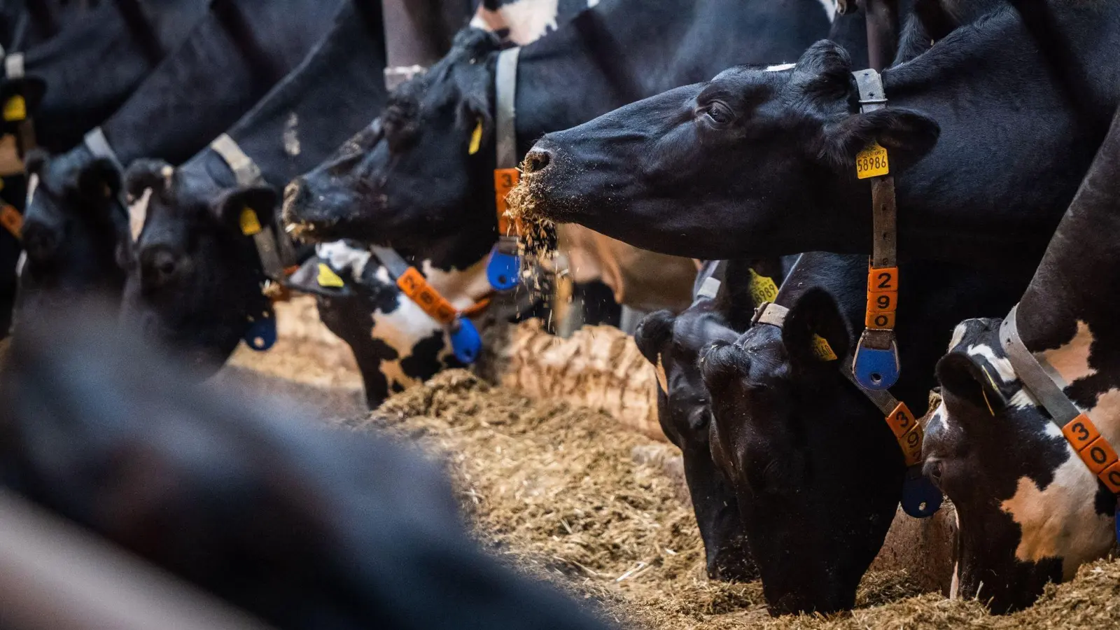 2023 soll ein neues Tierhaltungs-Logo kommen. (Foto: Kristin Schmidt/dpa)