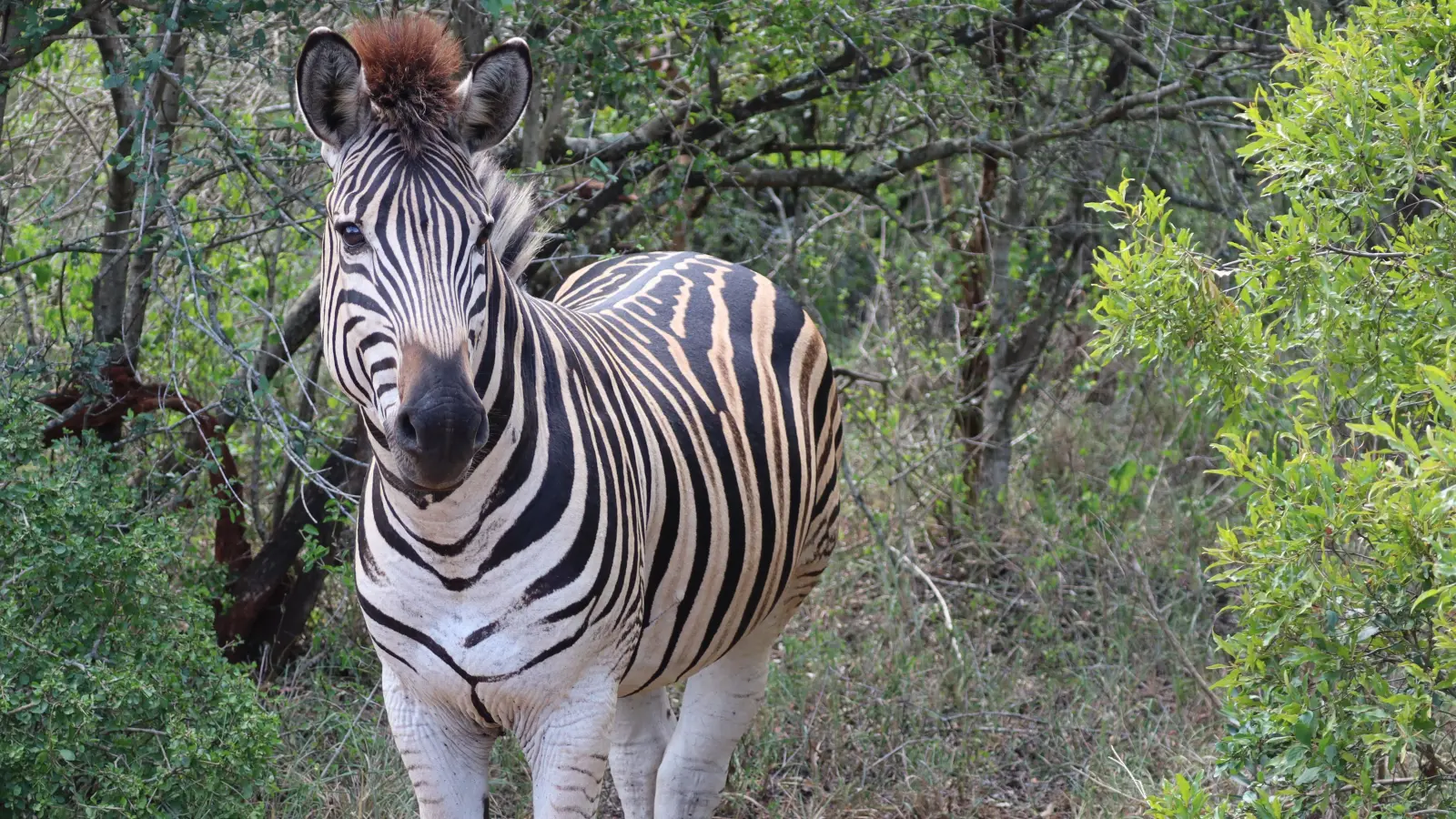 Die Zebras stellen sich meistens perfekt in Modellpose. (Foto: Gudrun Bayer)