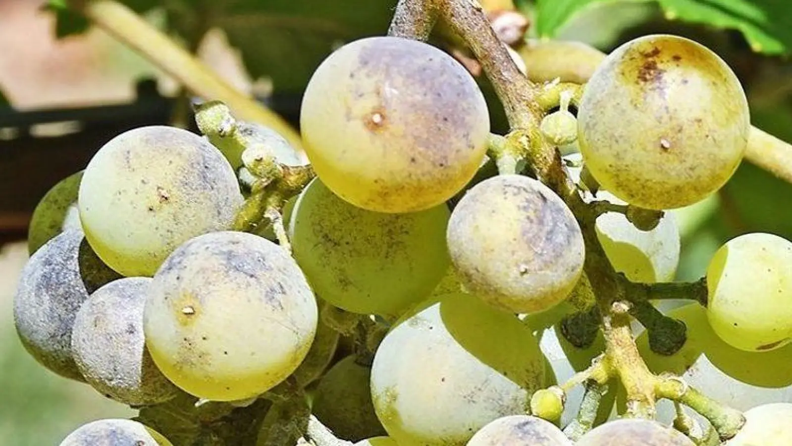 Echter Mehltau ist eine Pilzkrankheit, gegen die Backpulver helfen kann. (Archivbild)  (Foto: Peter Zschunke/dpa)