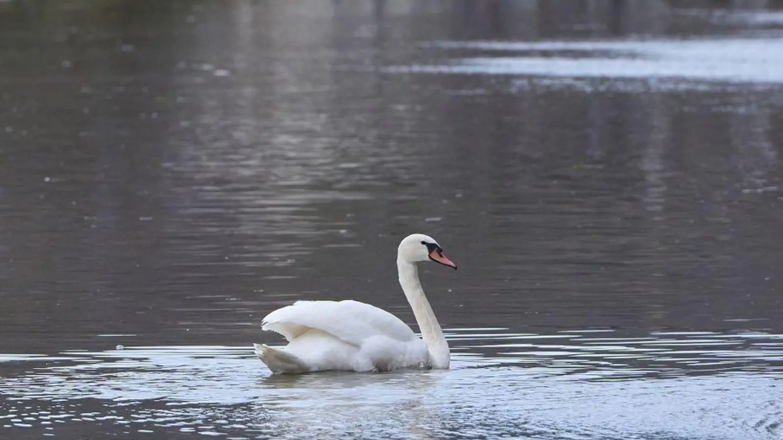 Ein Schwan auf einer überfluteten Bundesstraße in Rheinland-Pfalz. (Foto: Thomas Frey/dpa)