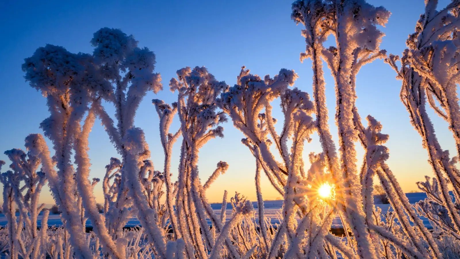 Mit Raureif überzogen stehen Pflanzen bei Sonnenaufgang im Oderbruch.  (Foto: Patrick Pleul/dpa)