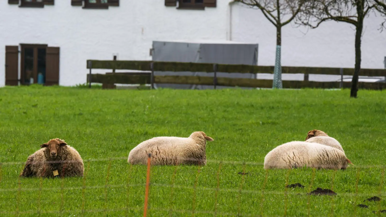 Wie geht&#39;s den bayerischen Schafen? (Archivbild) (Foto: Peter Kneffel/dpa)